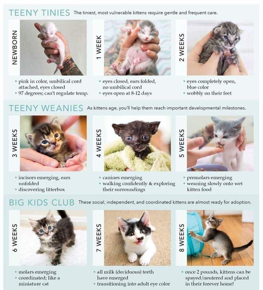 This a great kitten age/growth chart!