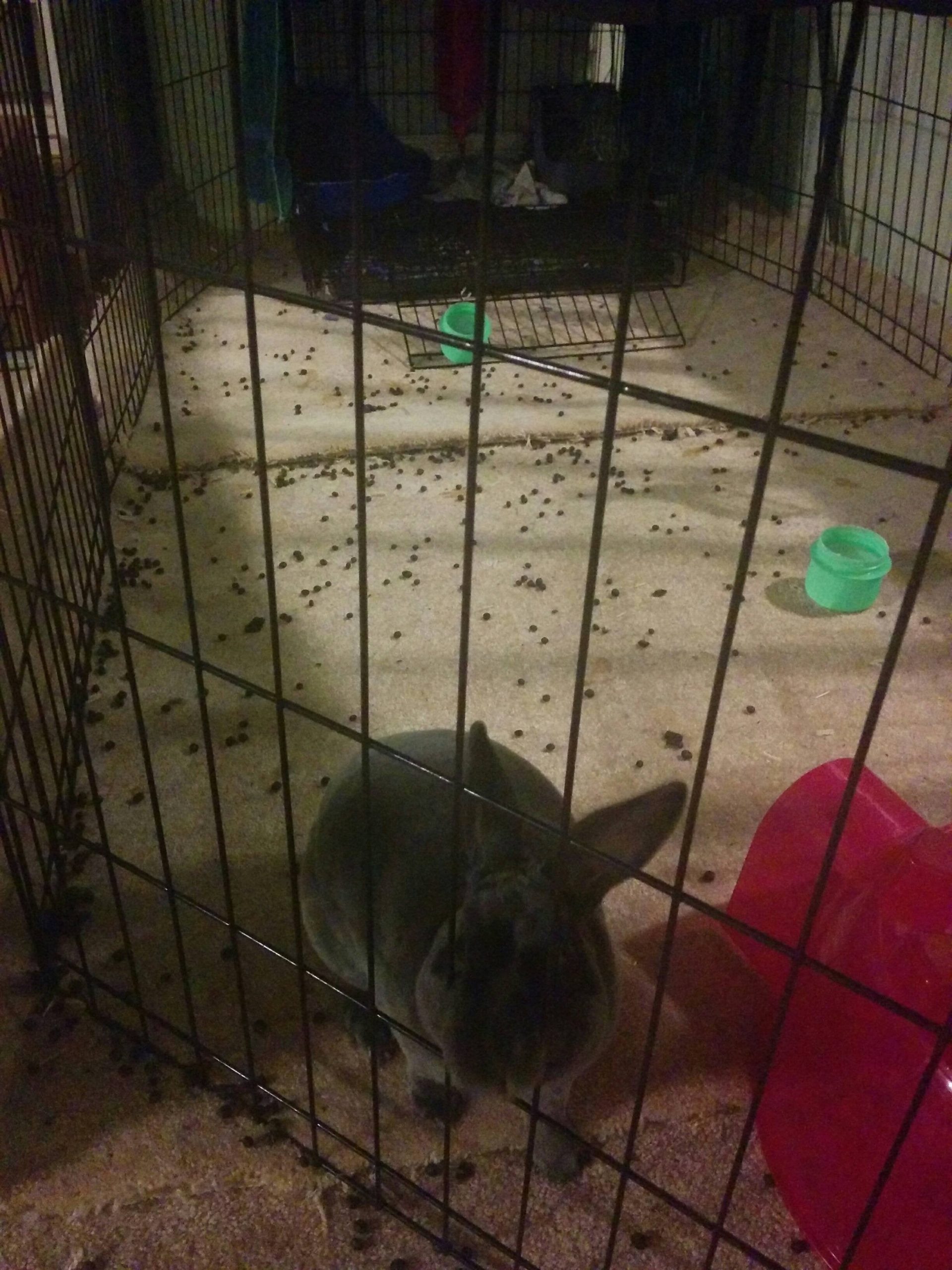 This is after 2 days. Any advice on how to get my bunny to ...