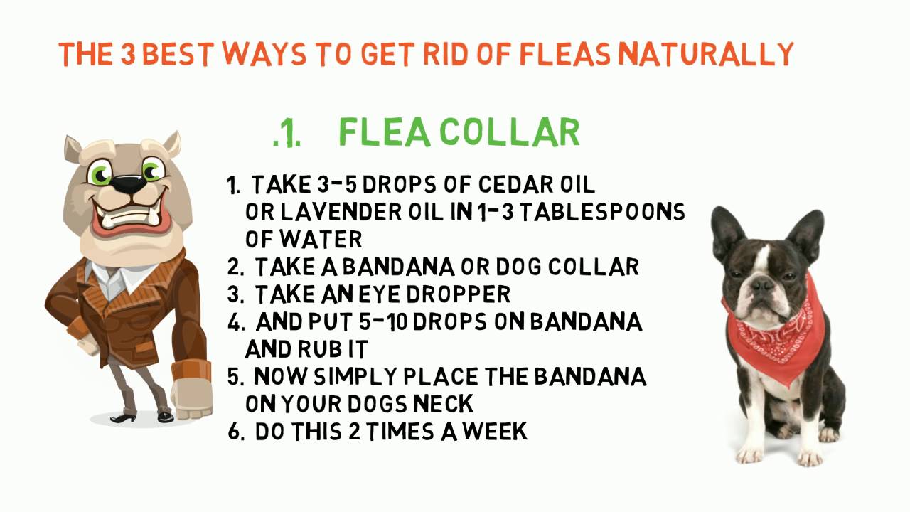 Top 3 Natural Ways To Get Rid Of Flea On Dogs !!