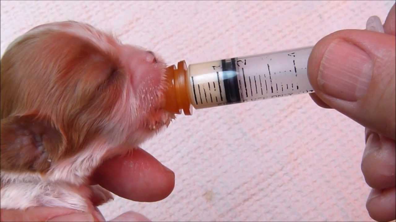 Using a Syringe to Feed a Newborn Puppy
