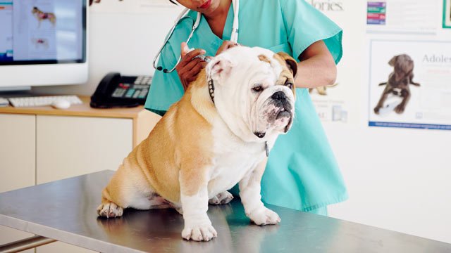 Veterinarians Recommend Flu Shots for Certain Dogs
