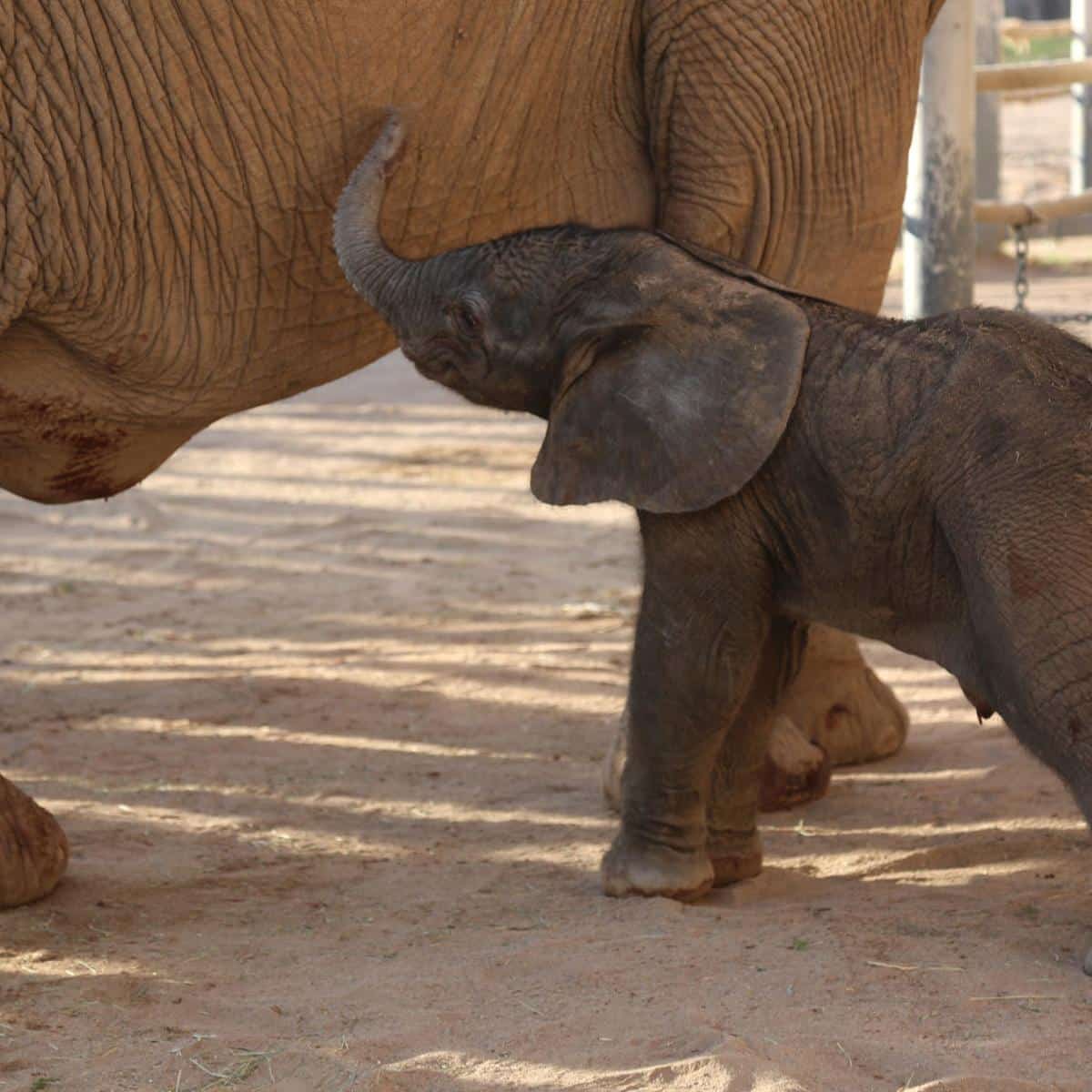 Weight Newborn Elephant