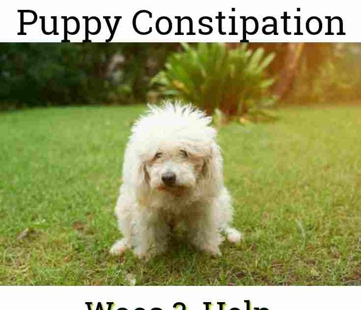 What Can I Give My Puppy For Constipation