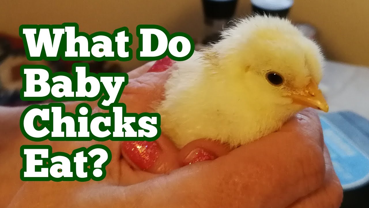 What Do Chicks Eat
