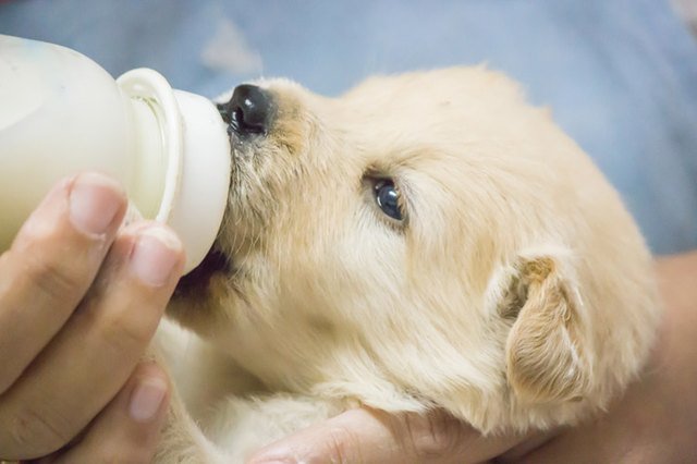 What Kind Of Milk Do I Give A Newborn Puppy?