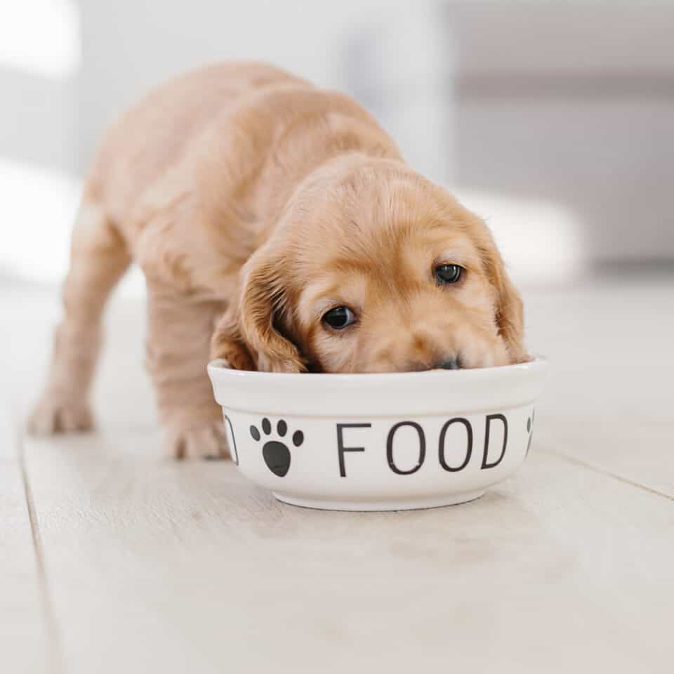 What To Feed Your New Puppy