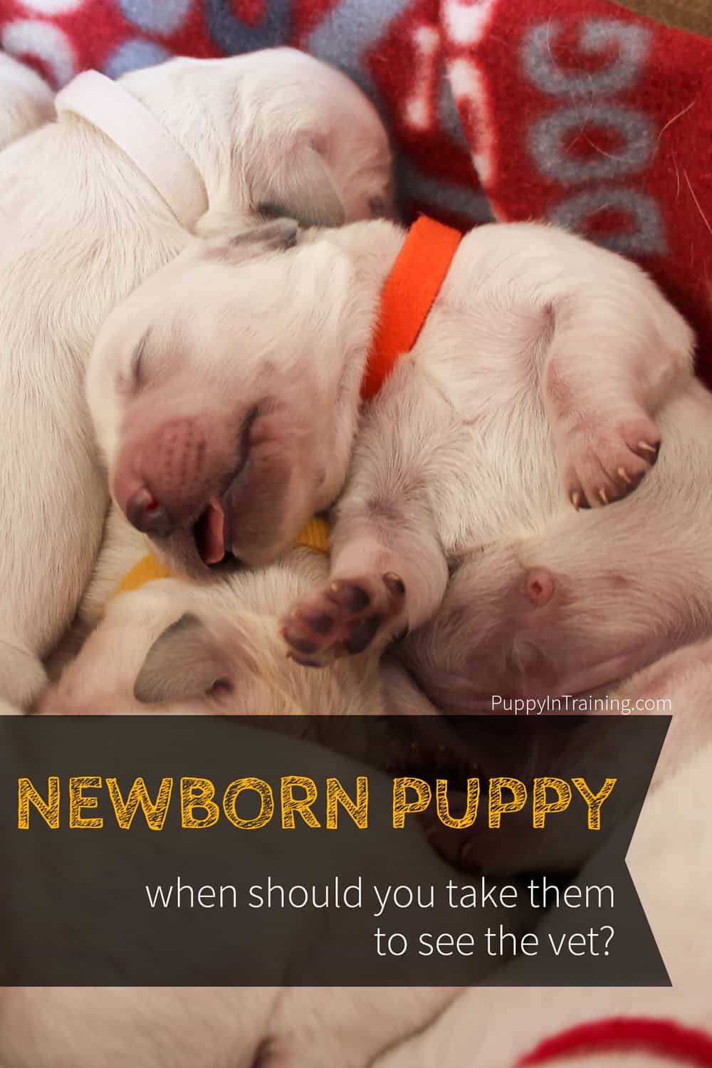When Do You Take A Newborn Puppy To The Vet?