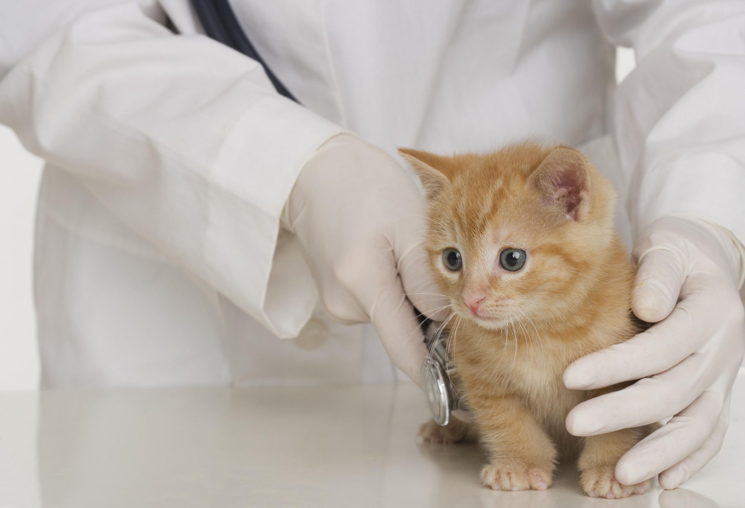 When Should I Take My New Kitten to the Vet?