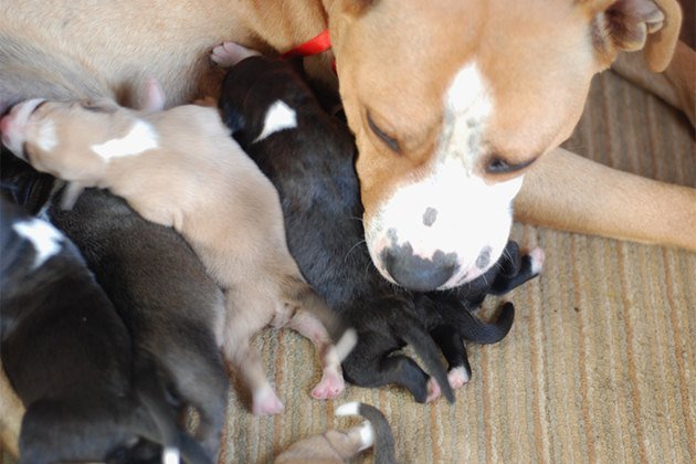 When Should Newborn Puppies &  Mother Go to the Vet?