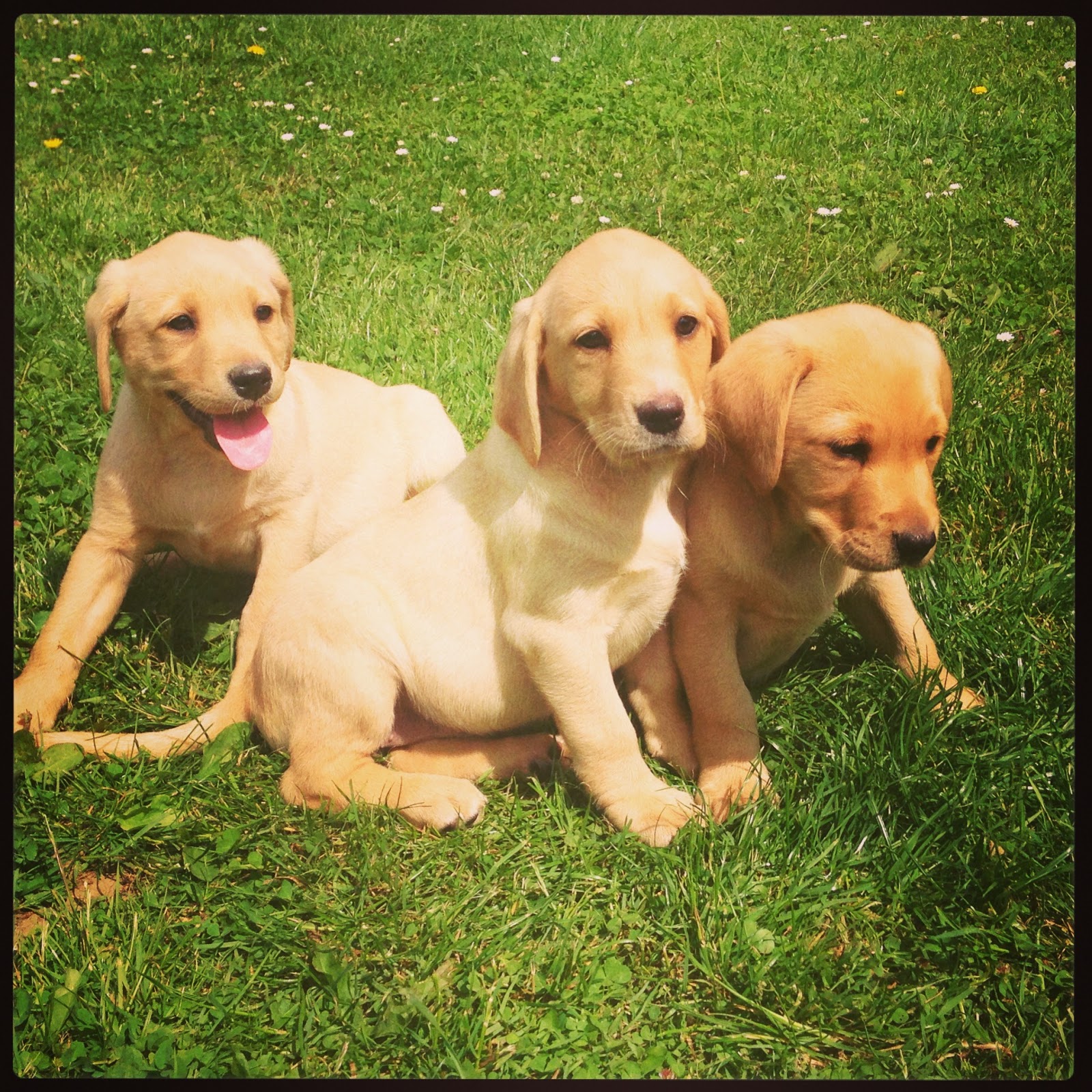 Yellow Labrador puppies, 9 weeks old, Kennel Club registered, first ...